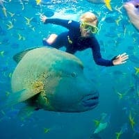 whitsundays snorkelling