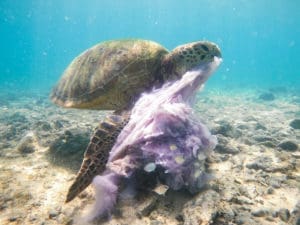 Turtle having Jelly snack