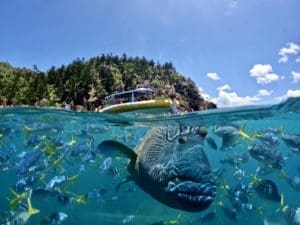 Coral reefs giant Maori Wrasse